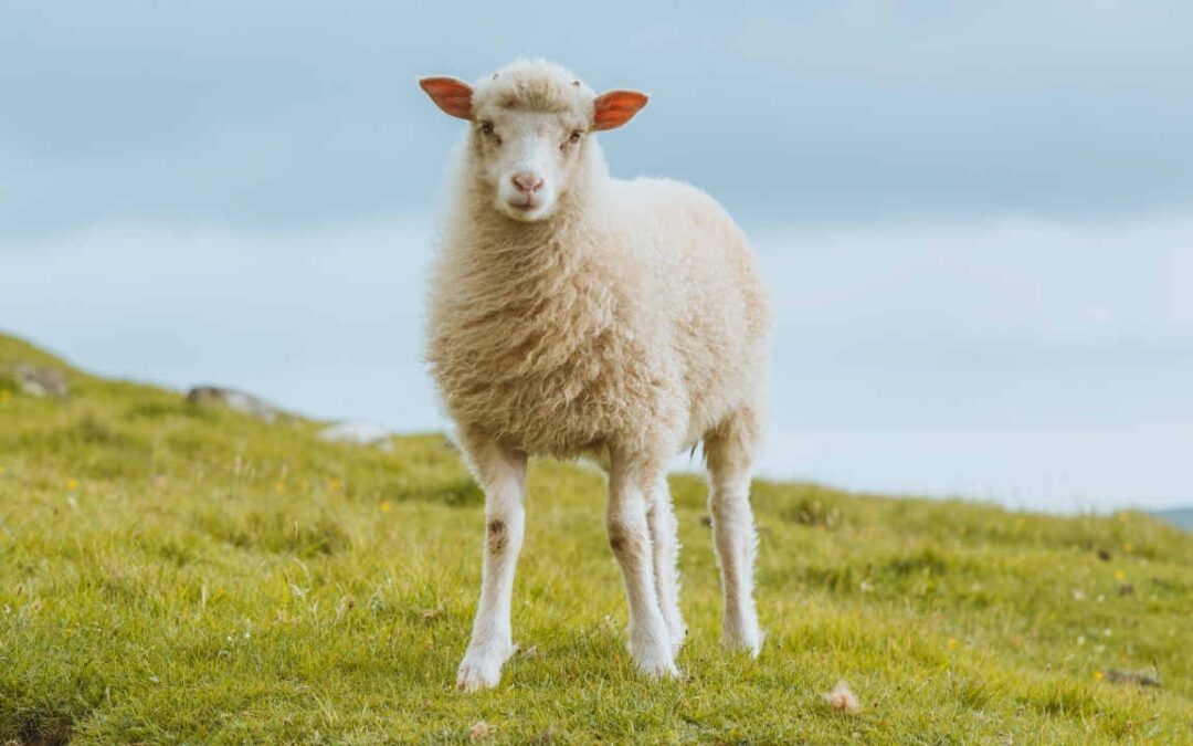 Legalism vs. License – Two Bad Options for Sheep